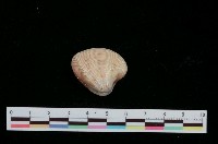 藏品(日本環文蛤)的圖片